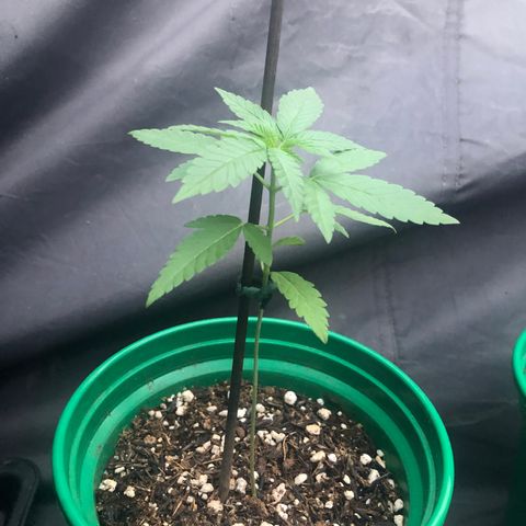 Magrela growlog timeline photo