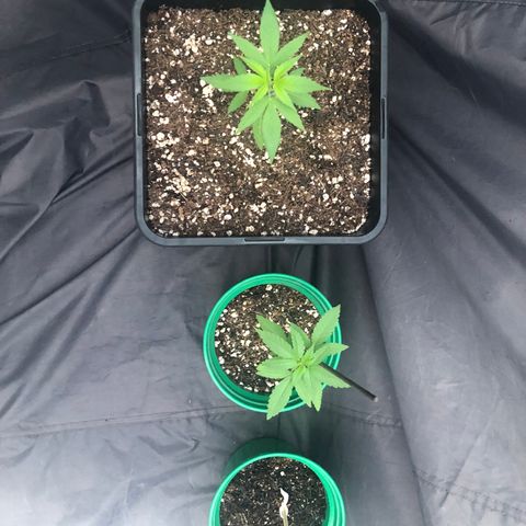 Magrela growlog timeline photo