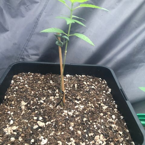 Magrela growlog timeline photo