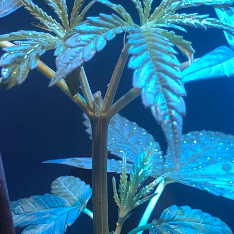 Magrela growlog photo: Poda Top resultado 