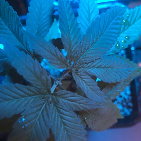 Magrela growlog timeline photo