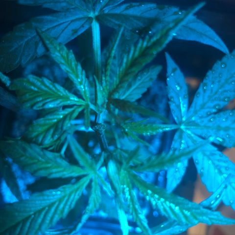 Magrela growlog timeline photo