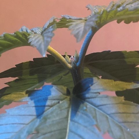 Magrela growlog timeline photo