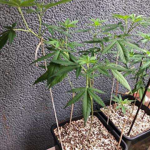 Magrela growlog timeline photo