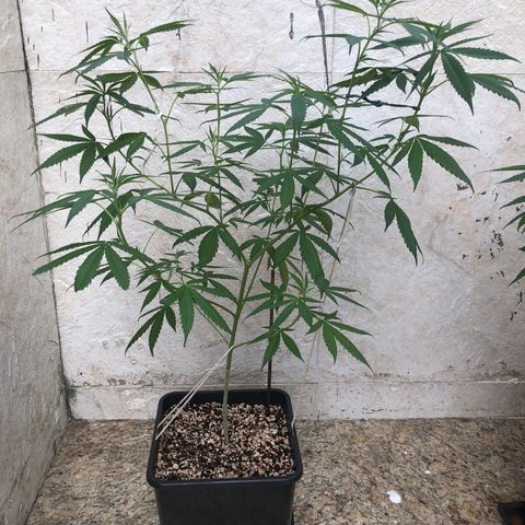 Magrela growlog timeline photo