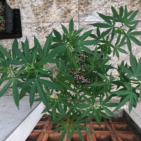 Magrela growlog timeline photo