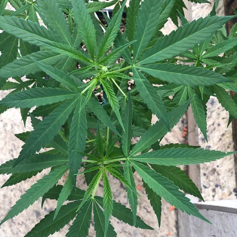 Magrela growlog timeline photo