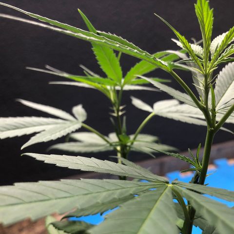 Magrela growlog photo: Pistilos - Dia 1 Floração 