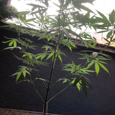Magrela growlog photo: Pistilos - Dia 1 Floração 