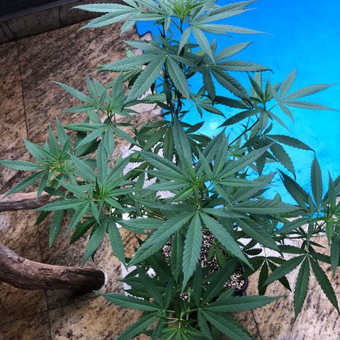 Magrela growlog photo: Pistilos - Dia 1 Floração 