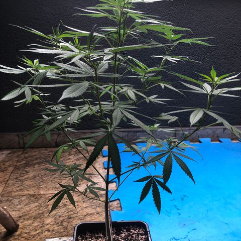 Magrela growlog photo: Pistilos - Dia 1 Floração 