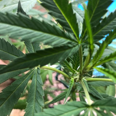 Magrela growlog photo: Pistilos