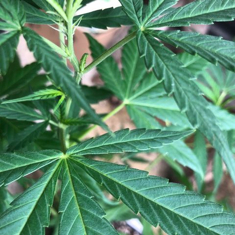 Magrela growlog photo: Pistilos