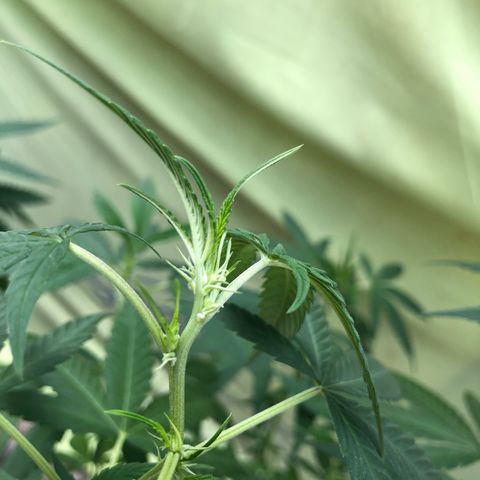 Magrela growlog timeline photo
