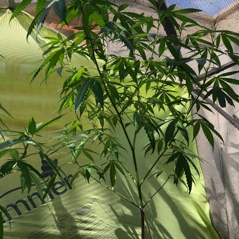Magrela growlog timeline photo