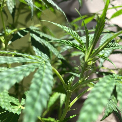 Magrela growlog timeline photo