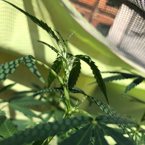 Magrela growlog timeline photo