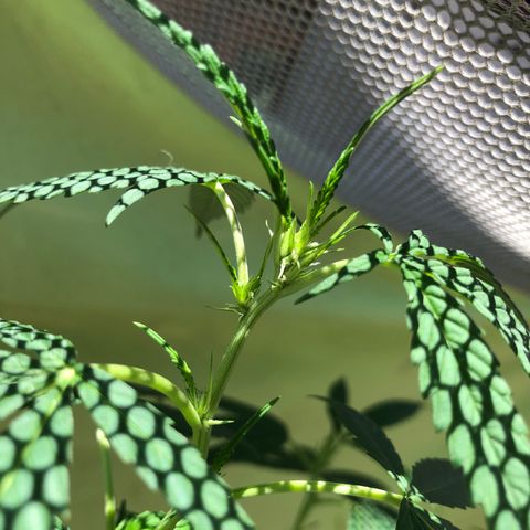 Magrela growlog timeline photo