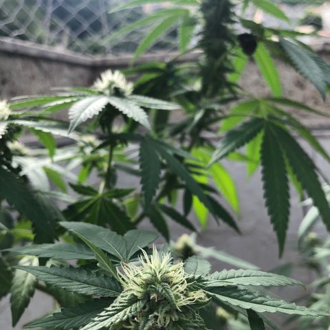 Magrela growlog timeline photo