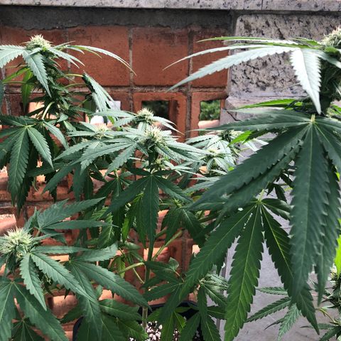 Magrela growlog timeline photo