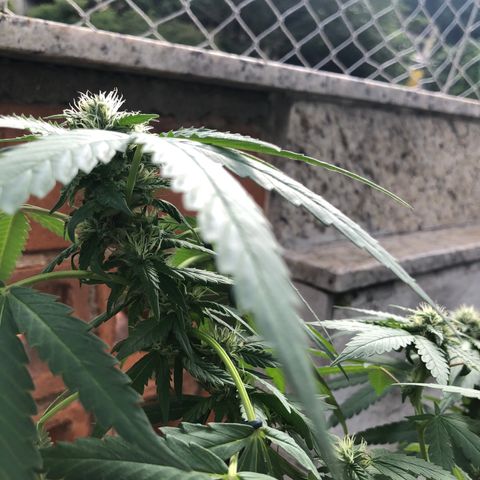 Magrela growlog timeline photo
