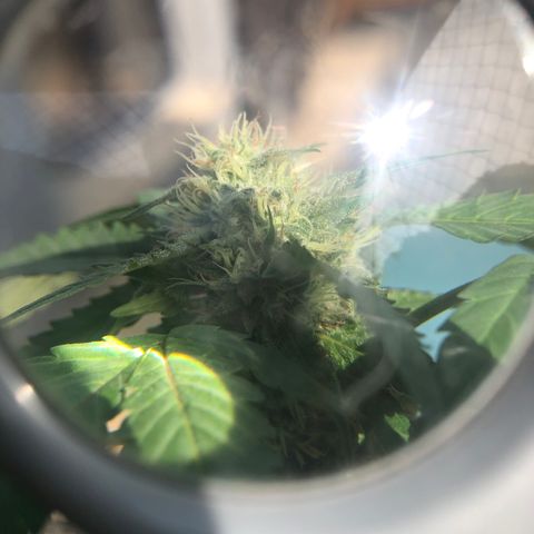 Magrela growlog timeline photo