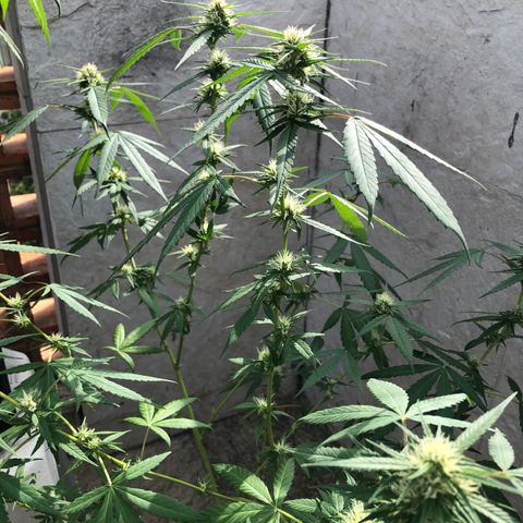 Magrela growlog timeline photo