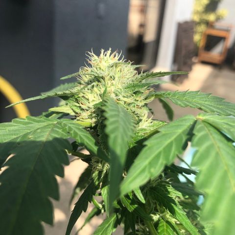 Magrela growlog timeline photo