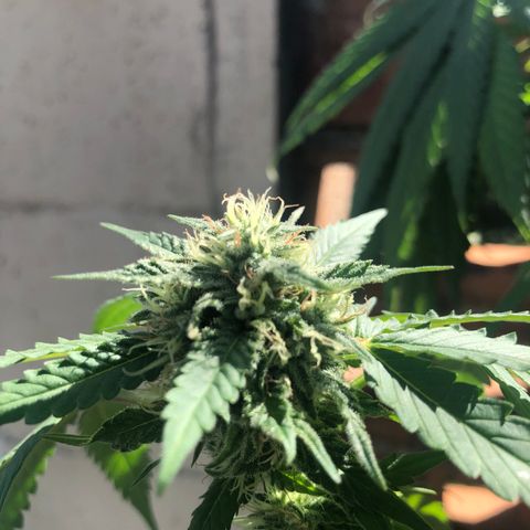 Magrela growlog timeline photo