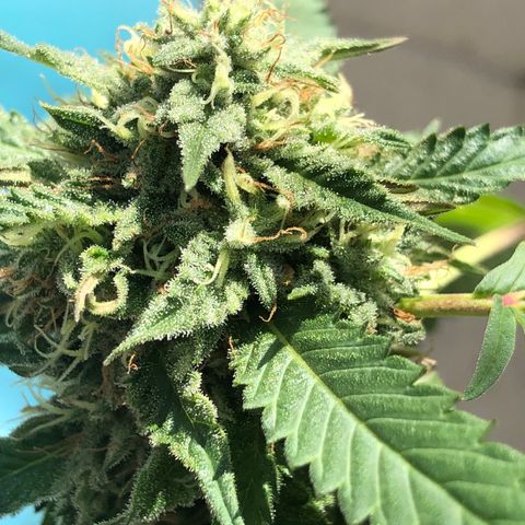 Magrela growlog timeline photo