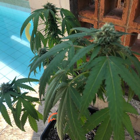 Magrela growlog timeline photo