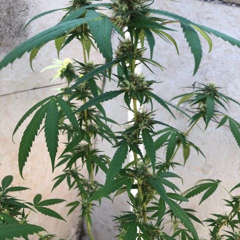 Magrela growlog timeline photo