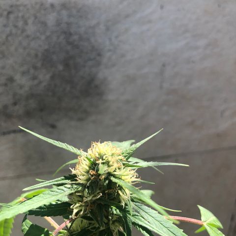 Magrela growlog timeline photo