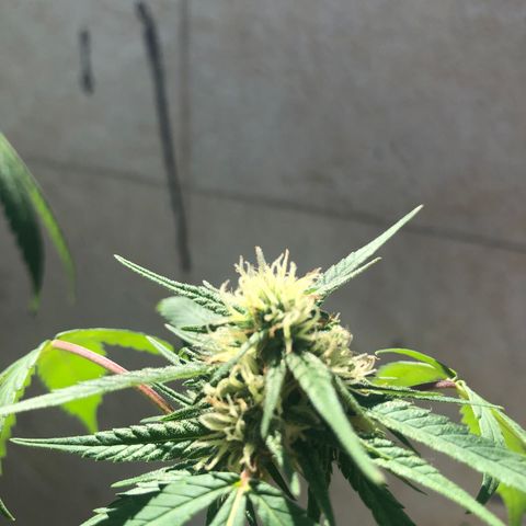 Magrela growlog timeline photo