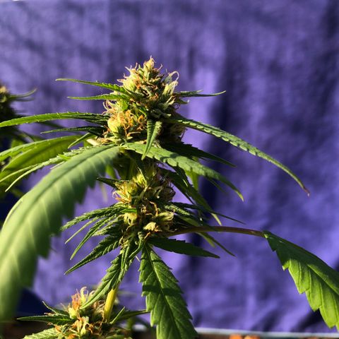 Magrela growlog timeline photo