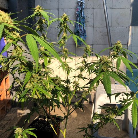 Magrela growlog timeline photo