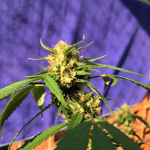 Magrela growlog timeline photo