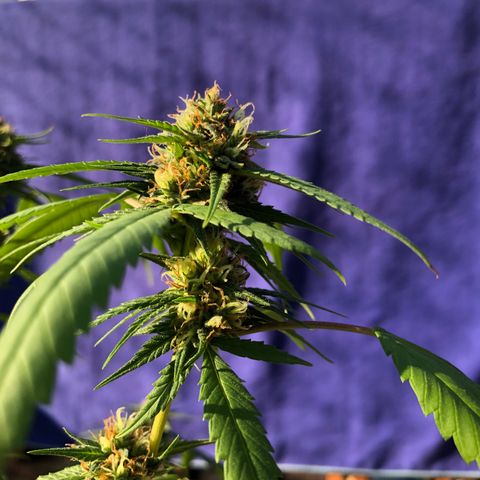 Magrela growlog timeline photo