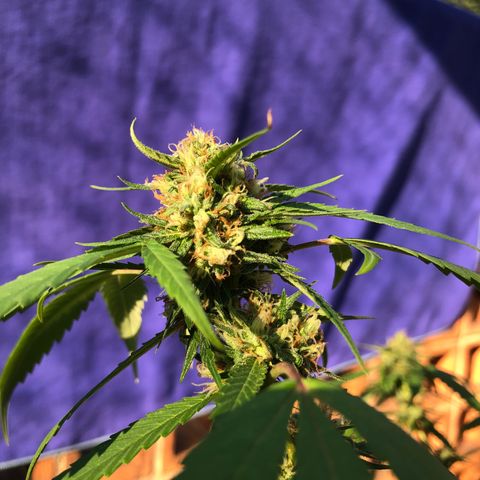 Magrela growlog timeline photo