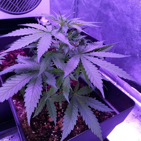 Royal Gorilla Automatic growlog timeline photo