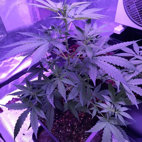 Royal Gorilla Automatic growlog timeline photo