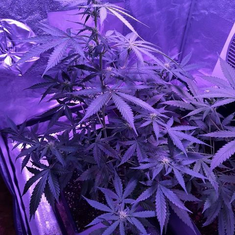 Royal Gorilla Automatic growlog timeline photo