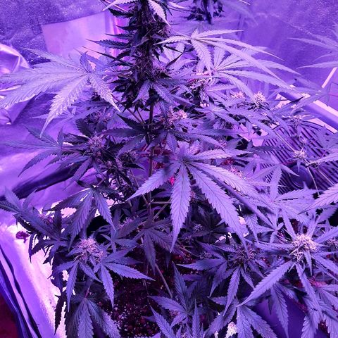 Royal Gorilla Automatic growlog timeline photo