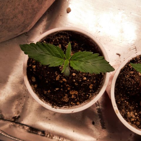 CDLC x Sour stomper x Skywalker  growlog timeline photo