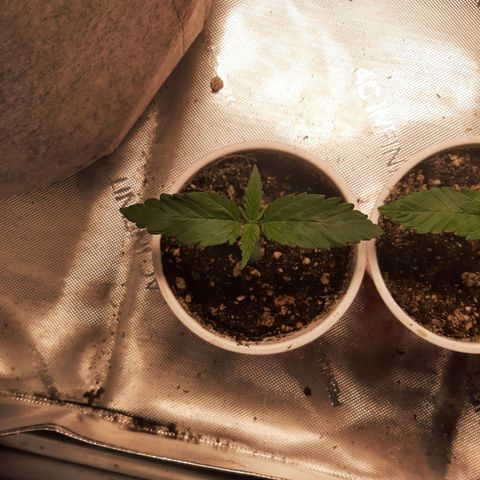 CDLC x Sour stomper x Skywalker  growlog timeline photo