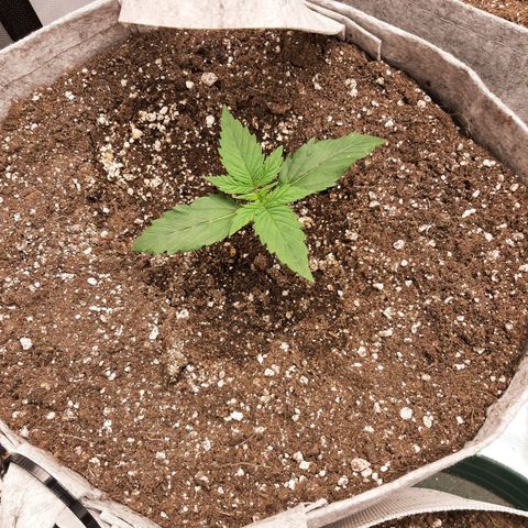 CDLC x Sour stomper x Skywalker  growlog timeline photo