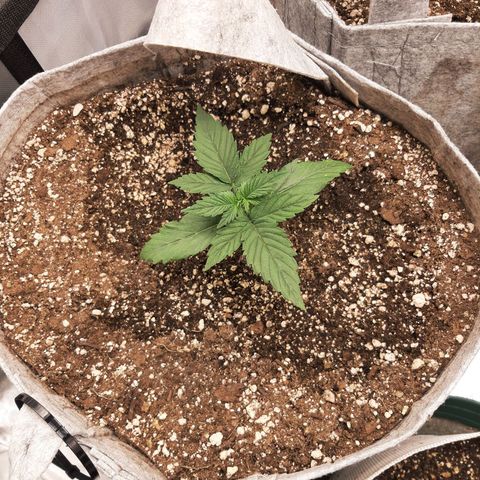 CDLC x Sour stomper x Skywalker  growlog timeline photo
