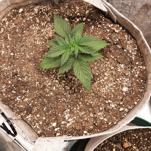 CDLC x Sour stomper x Skywalker  growlog timeline photo