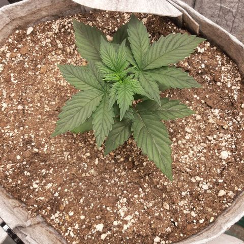 CDLC x Sour stomper x Skywalker  growlog timeline photo