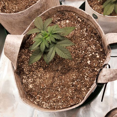 CDLC x Sour stomper x Skywalker  growlog timeline photo